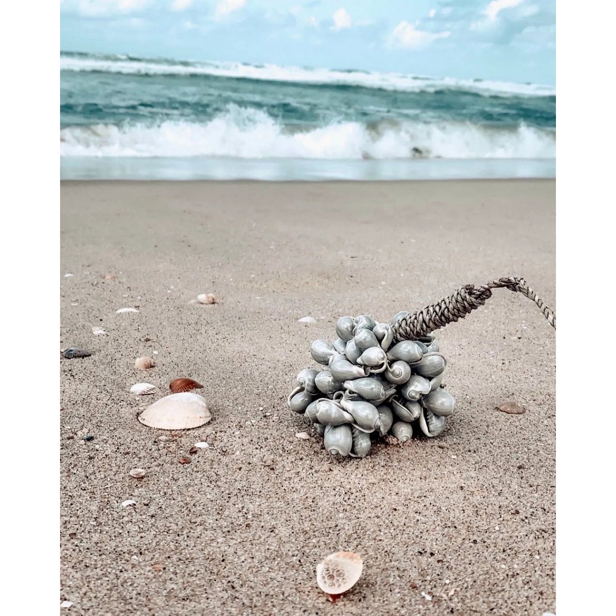 Die graue Muschelquaste