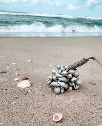 Die graue Muschelquaste