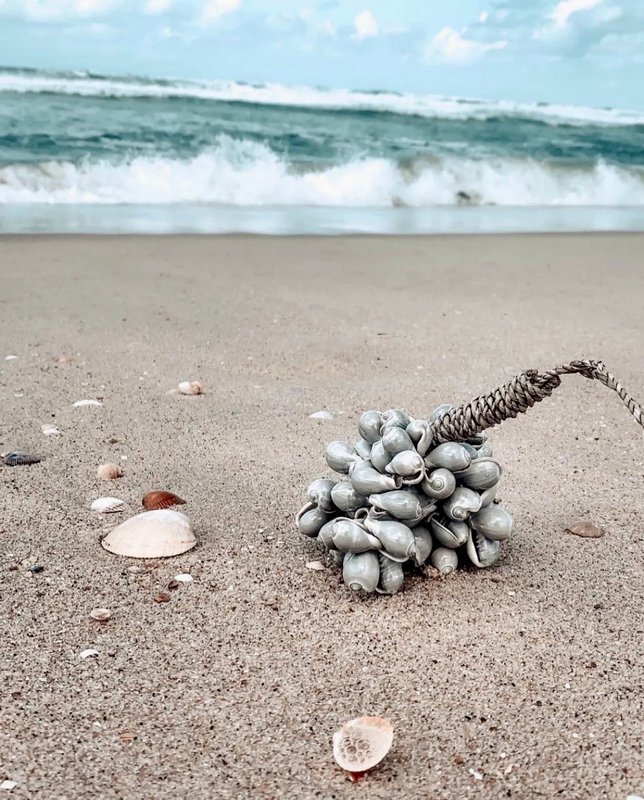 Die graue Muschelquaste