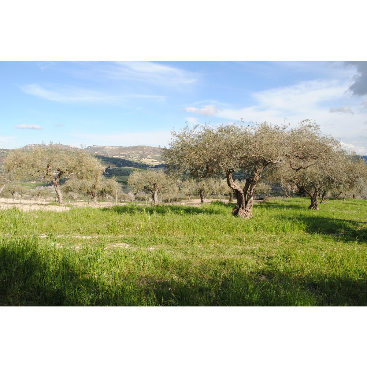 ITALIA | SICILIA | FLAVOURED Extra Virgin Olive Oil | BASIL | 250 ml