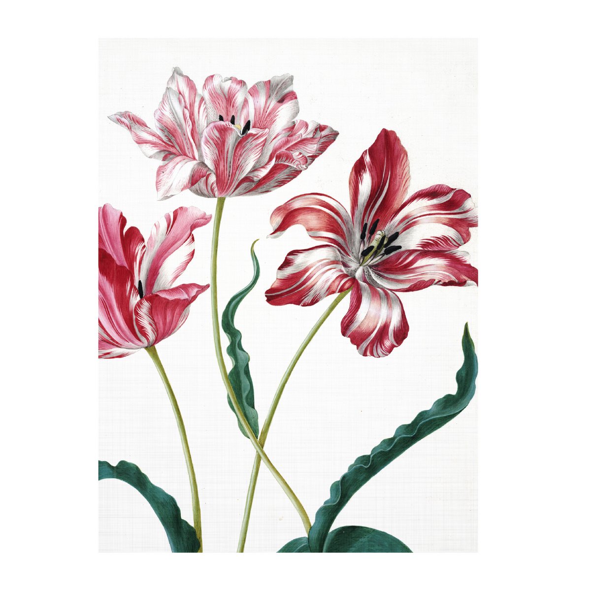 Journal d'artiste, Merian, trois tulipes