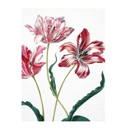 Journal d'artiste, Merian, trois tulipes