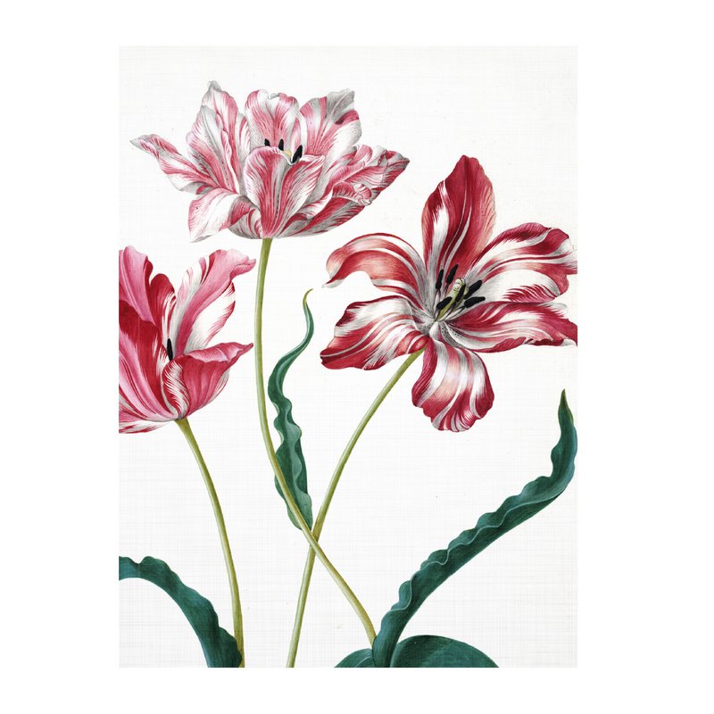Journal d'artiste, Merian, trois tulipes