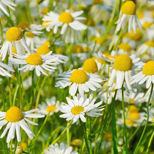 Biostimulans für den Garten - Kamille