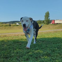 Spring Classic Harness