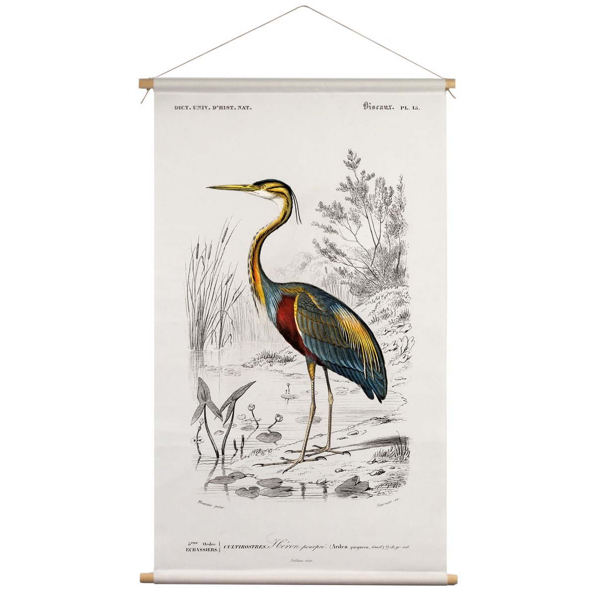 Póster textil con cordón de cuero - Ilustración Reiger D'Orbigny 65x45 cm - paño de pared