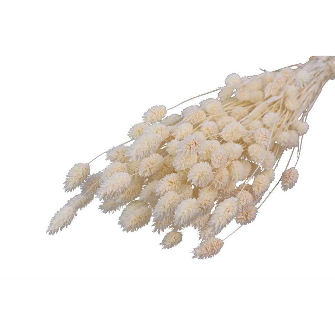 Phalaris - 60 cm - Kwiaty suszone
