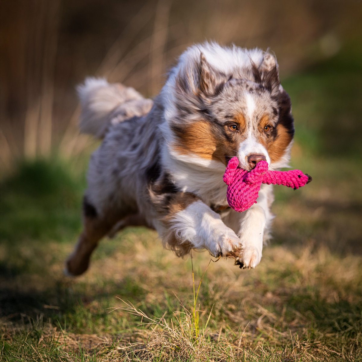 Franzi Flamingo - Kult-Spielzeug für Hunde