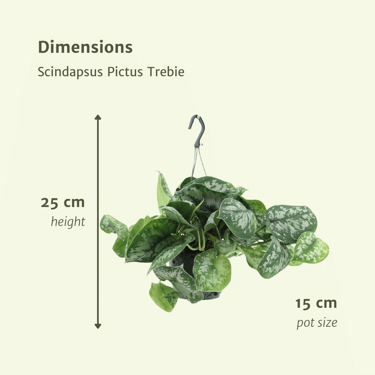2X SCINDAPSUS picture Trebie - Epipremnum - 25cm - ø15