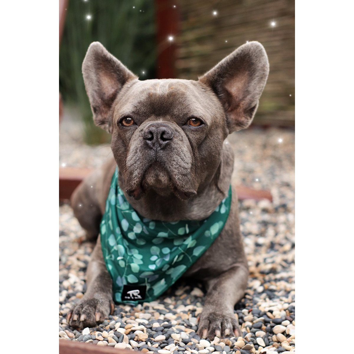Dog Bandana FK Rajasim