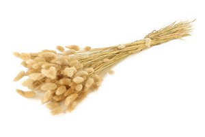 Dried flowers - Lagures - 60 cm - natural dried flowers
