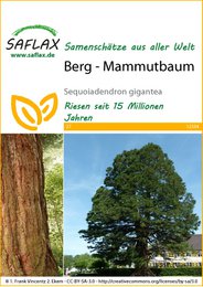  Tall, majestic tree with reddish-brown bark and large, spreading branches. Suitable for planting in gardens and parks. Grows up to 15 meters tall.
