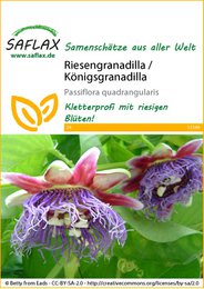  Large passion fruit / king passion fruit seeds, exotic tropical fruit, round shape, purple flowers, green leaves.