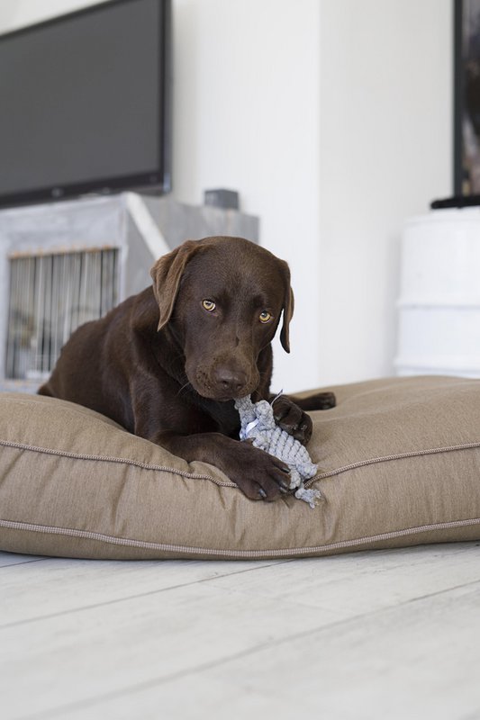 Elton Elephant Jr. - cultspeelgoed voor honden