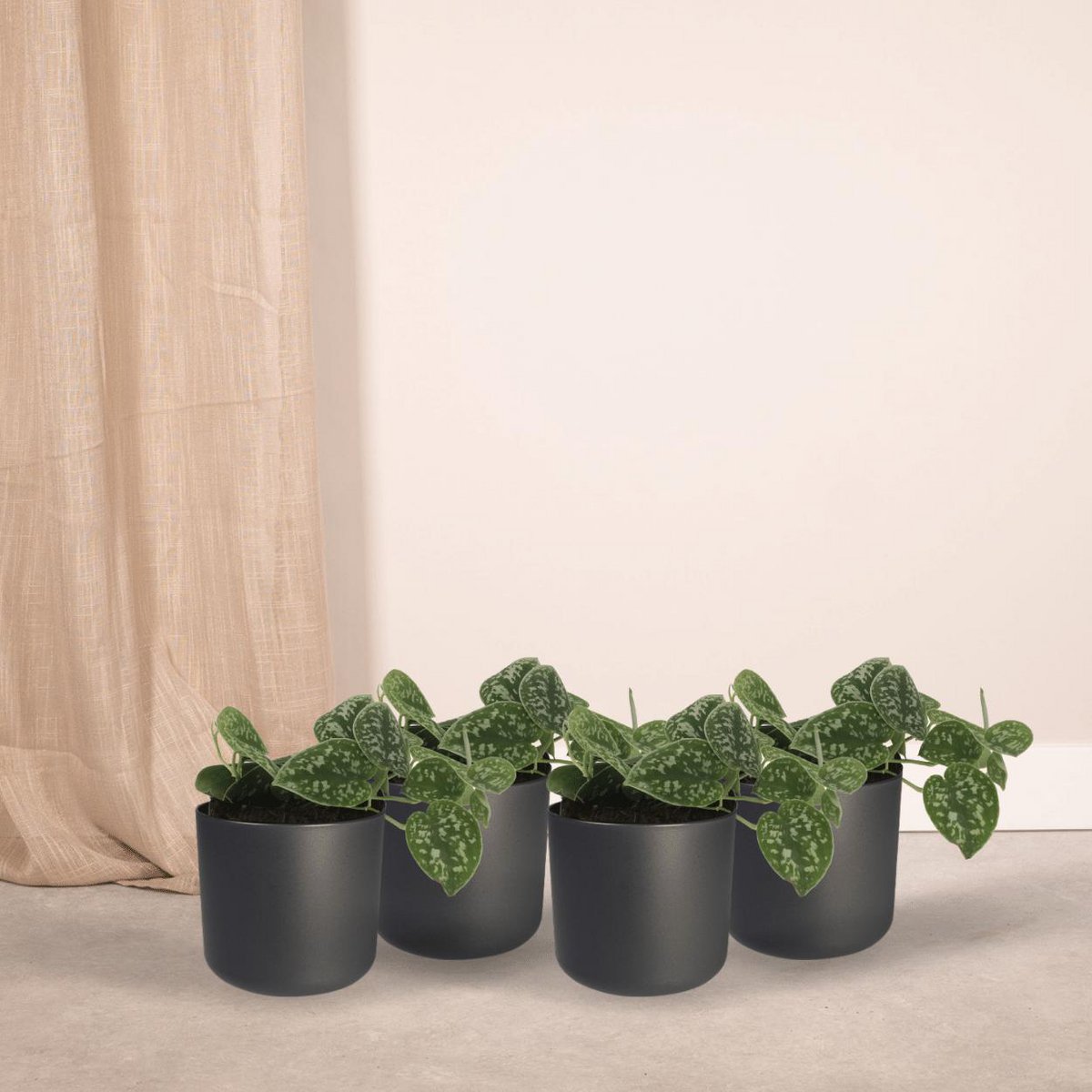 Scindapsus Pictus - 4 pieces - ø12cm - ↕15cm