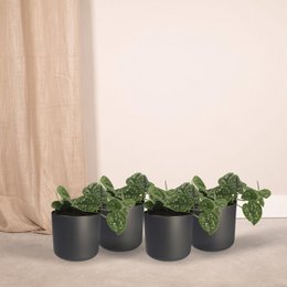 Scindapsus Pictus - 4 pieces - ø12cm - ↕15cm
