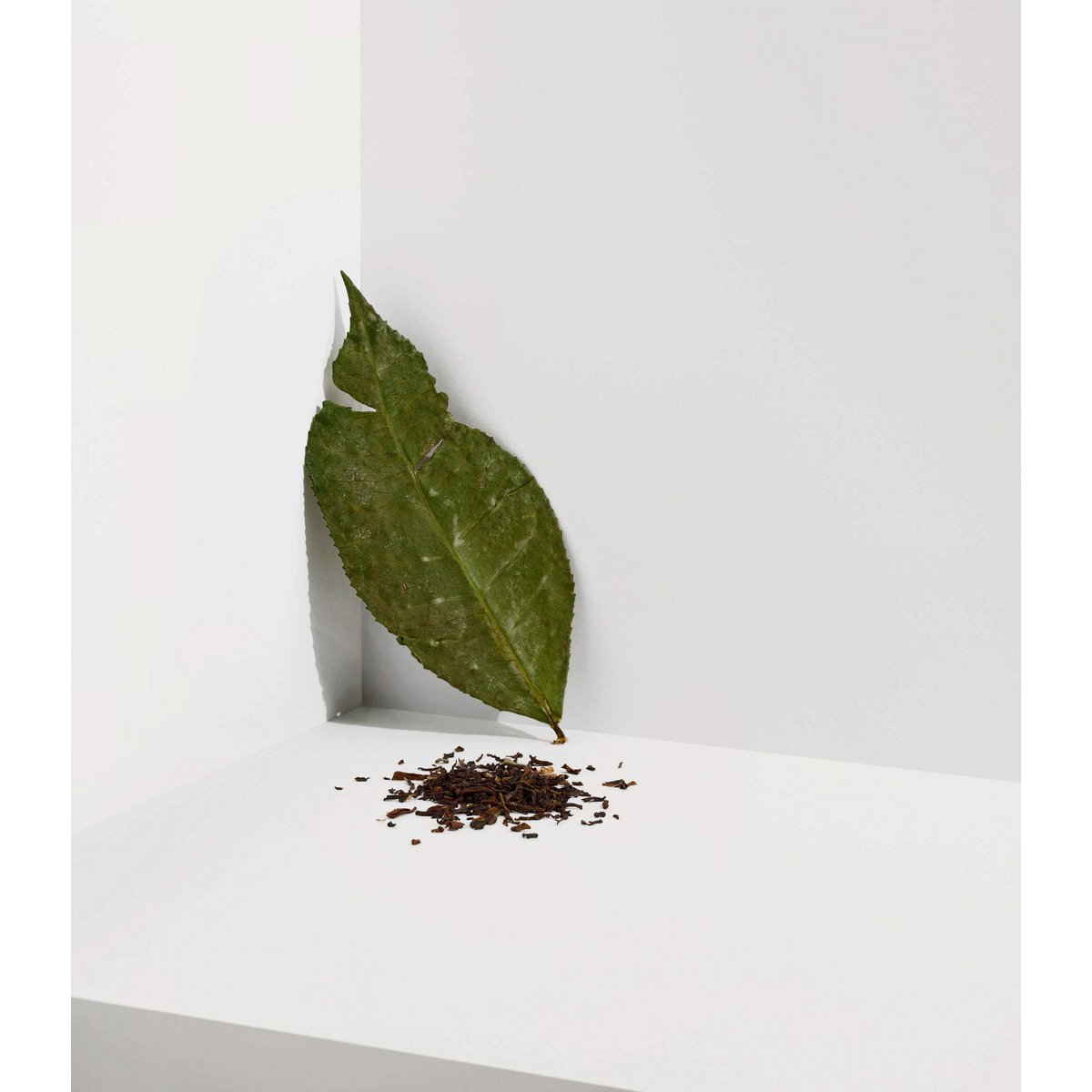 Darjeeling Oolong
