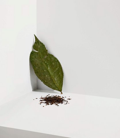 Darjeeling-Oolong