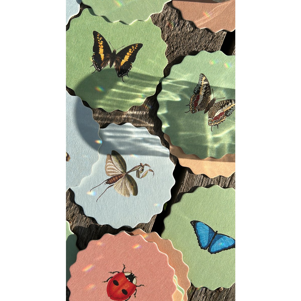 Coasters 10 motiver insekter - 12 sæt
