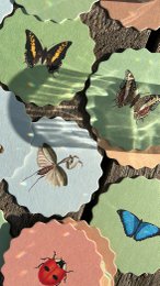 Coasters 10 motiver insekter - 12 sæt