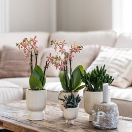 Orquídeas Colibr | Red Phalaenopsis Orchid - Congo + Gummy Pot Trattine - Medida de maceta Ø9cm | Planta de sala de flores en maceta de flores: fresco del productor