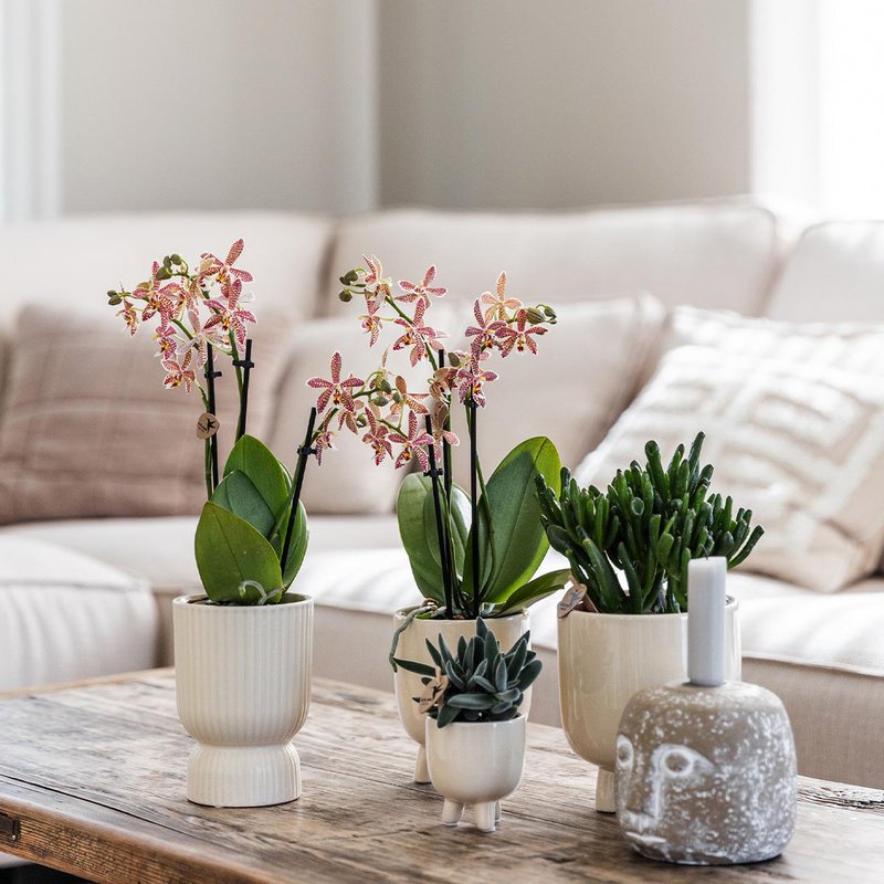 Orquídeas Colibr | Red Phalaenopsis Orchid - Congo + Gummy Pot Trattine - Medida de maceta Ø9cm | Planta de sala de flores en maceta de flores: fresco del productor