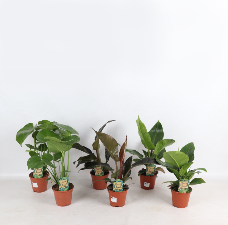 Tropical Mix Basic p14