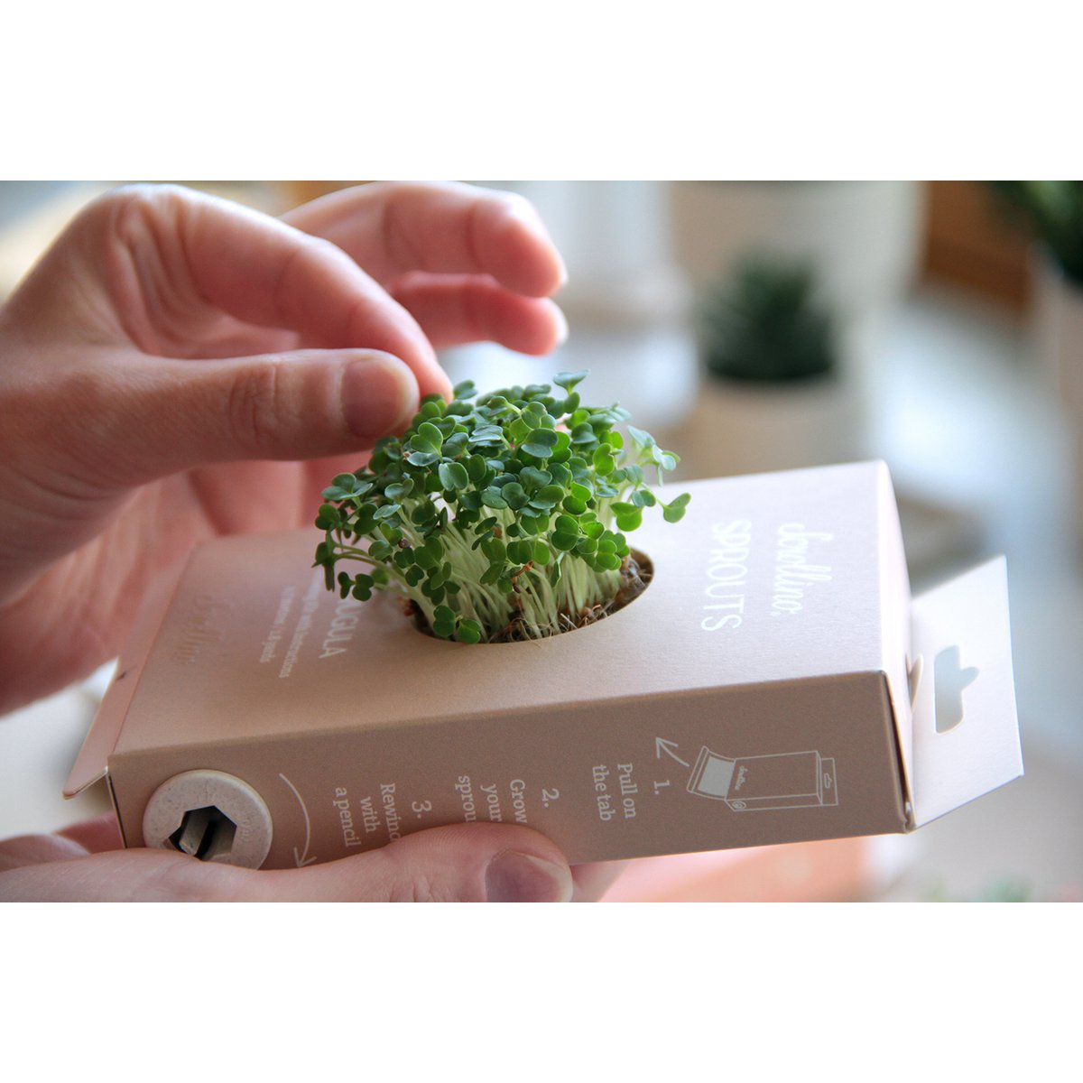 Originele activiteit en groeiende kit - Scrollino rucola spruiten