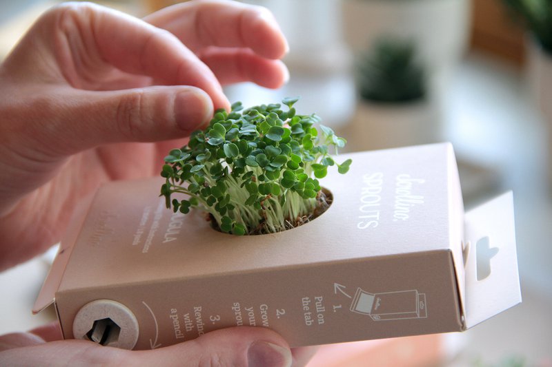 Originele activiteit en groeiende kit - Scrollino rucola spruiten