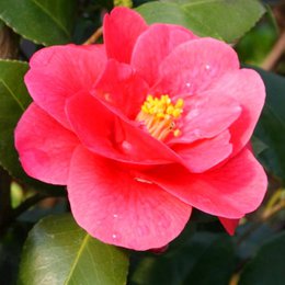 Organic camellia oil