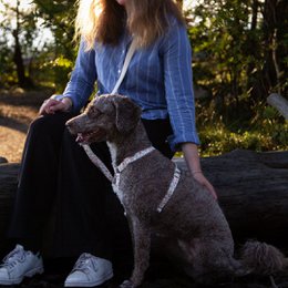 Multifunction Dog Leash - Midsummer