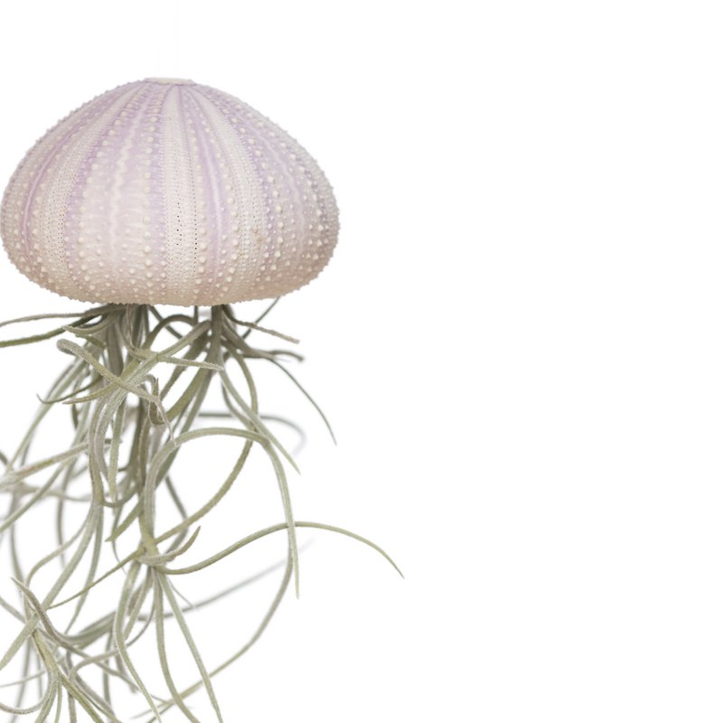 Medusa viola medio muschio spagnolo