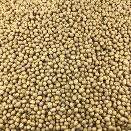 Soja Jaune Bio en Vrac