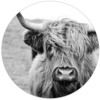 Wall circle Scottish highlander - black and white