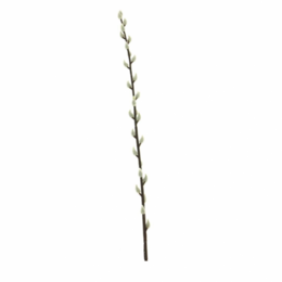 Chat saule - 110cm