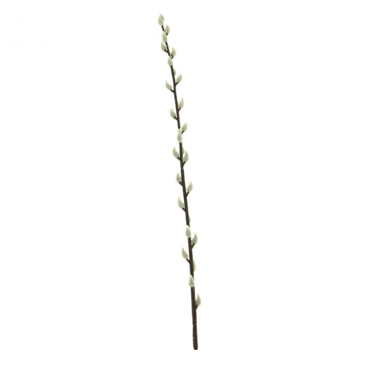 Willow cat - 110cm