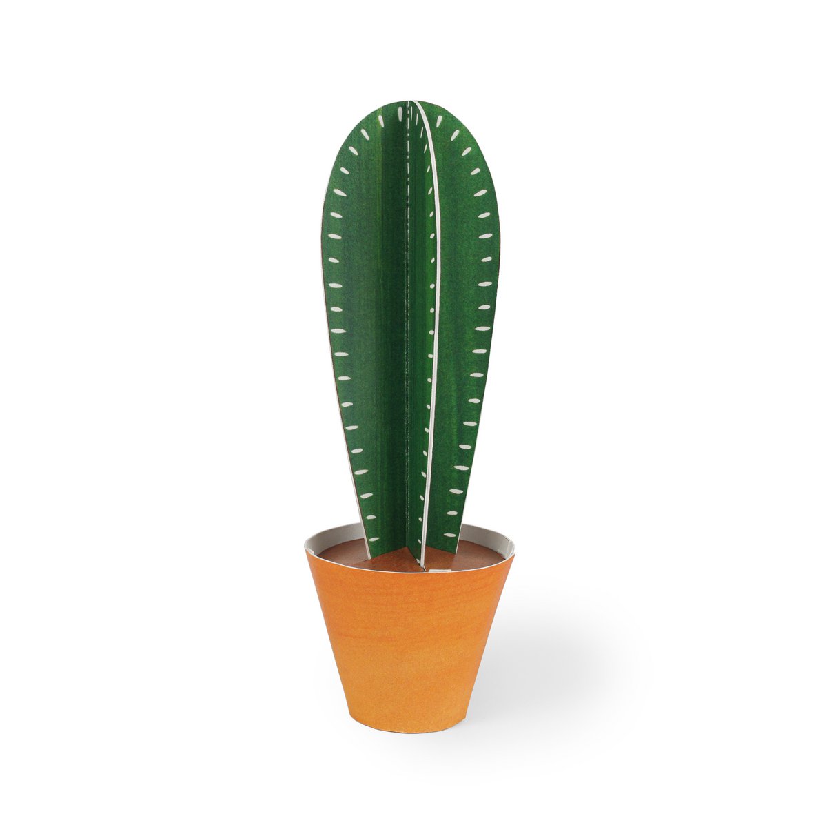 Cereus peruvianus Carte postale