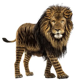 Scratch Stickers - Safaridieren