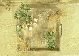 tray old dutch marianne 48