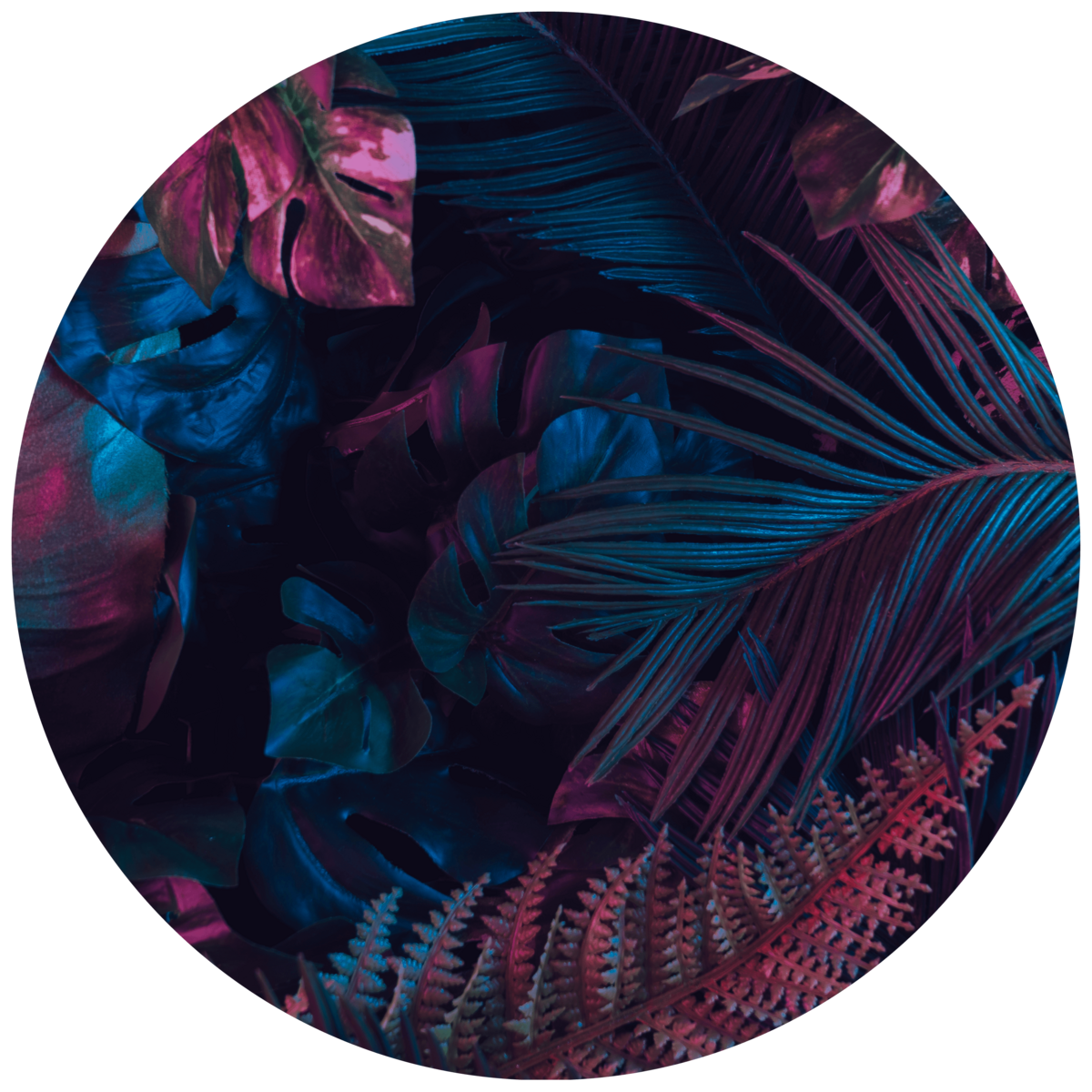 Blue Purple Leaves