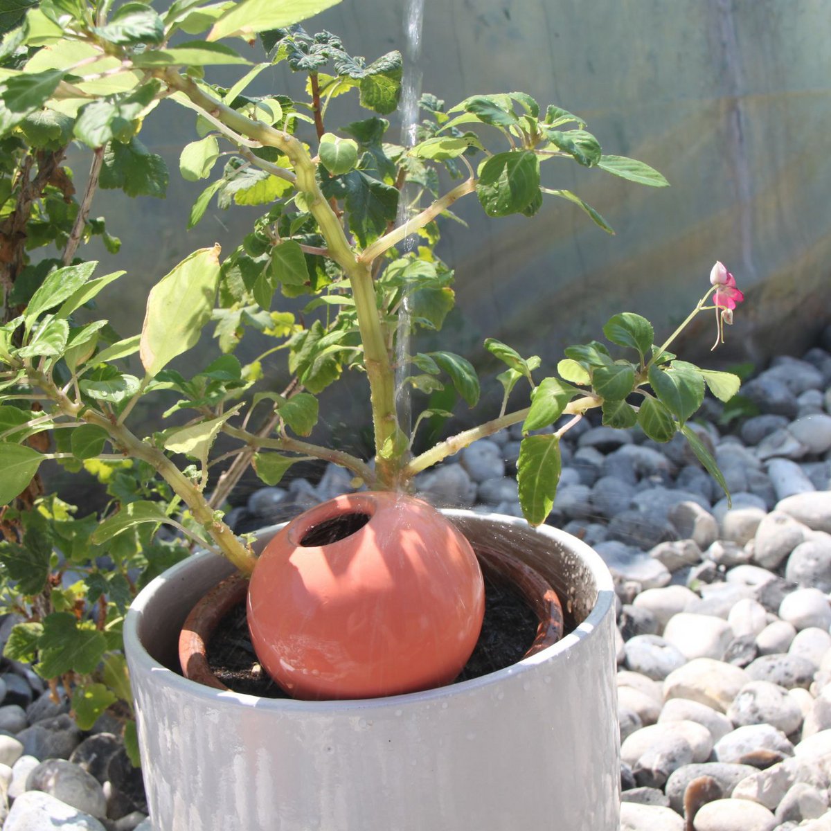 Ollas to Plant Pastel
