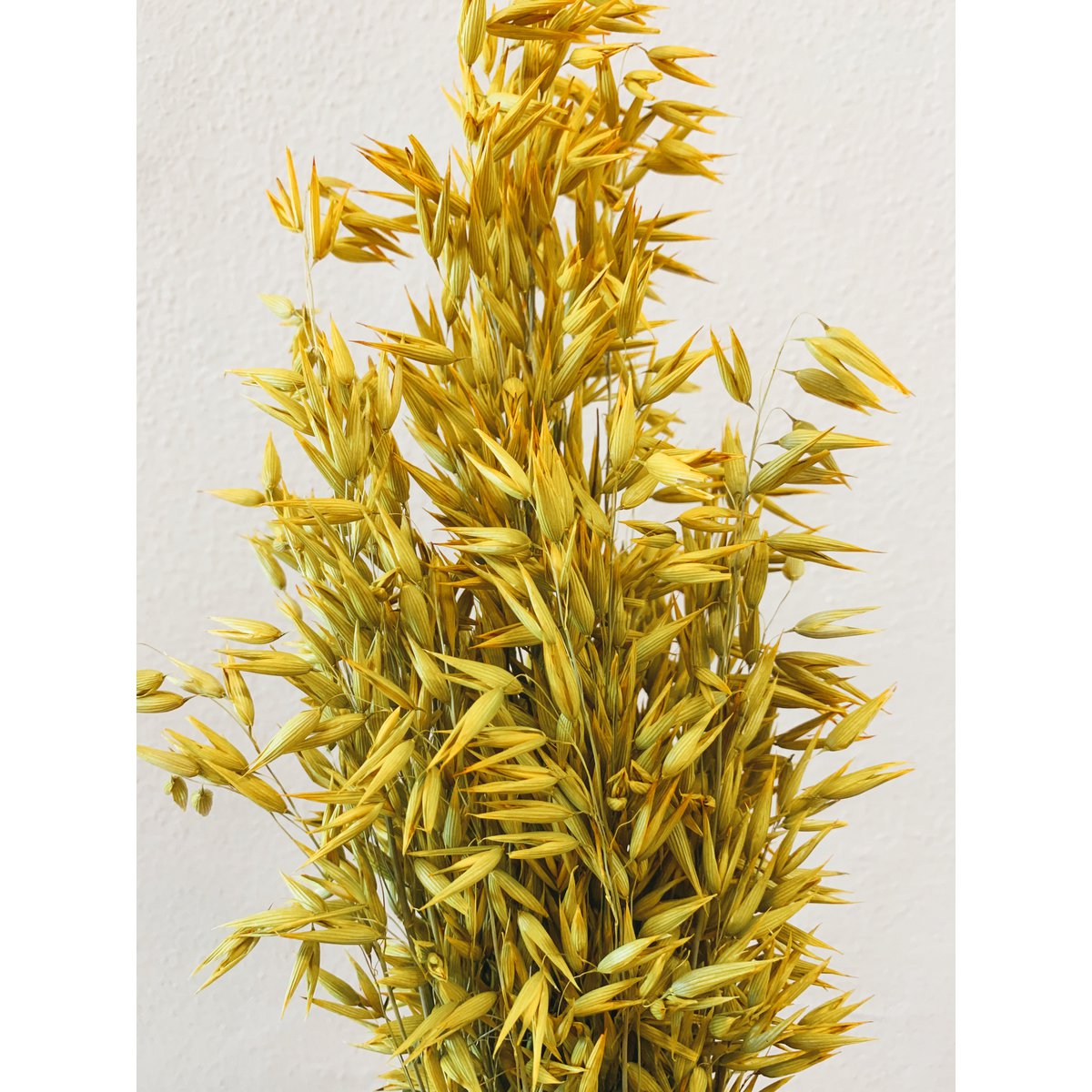 Avena Gelbe Trockenblumen