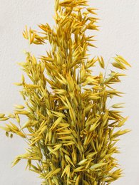 Avena Gelbe Trockenblumen