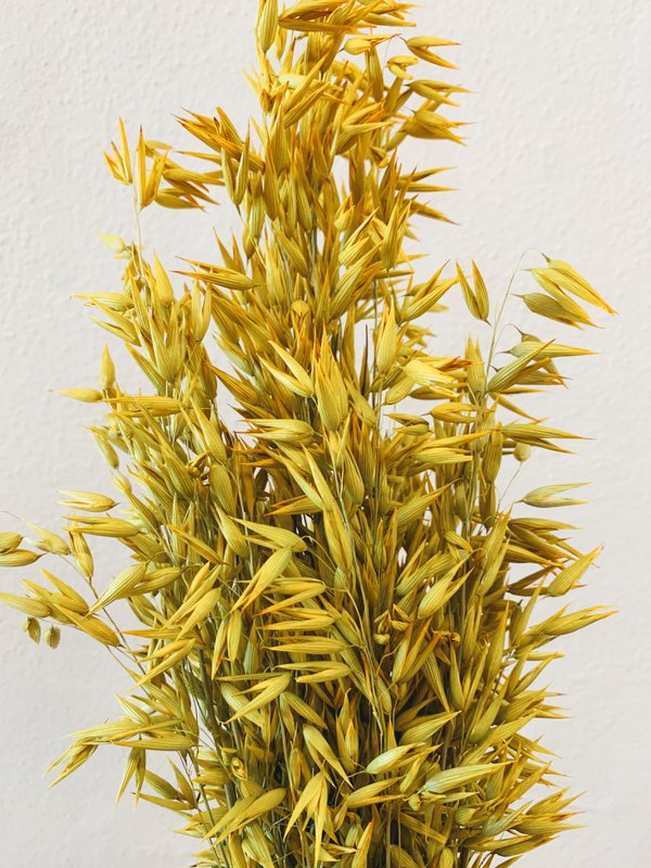 Avena Gelbe Trockenblumen