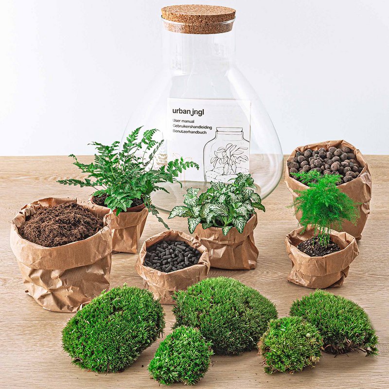 Kit DIY Terrarium - Sam XL - Jardin de Bouteilles - ↑ 35 cm