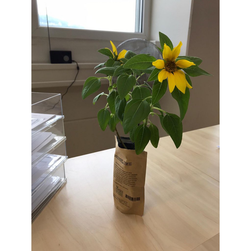 I love you international (sunflower)