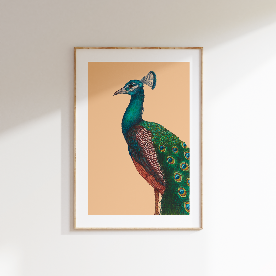 Fine art print A PROUD PEACOCK
