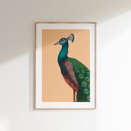 Fine art print EN STOLT PÅFÅGE