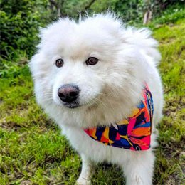 Collier et bandana Panache