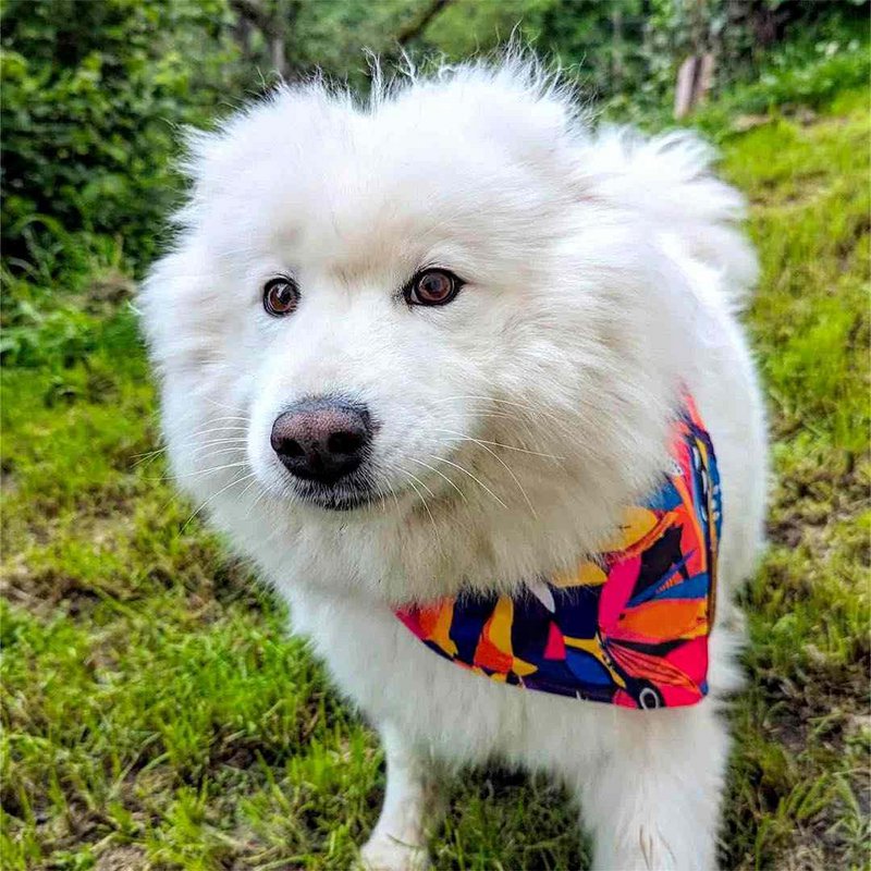Collier et bandana Panache
